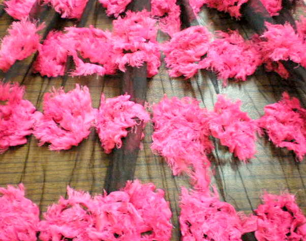 3.Fuchsia Dancing Rose